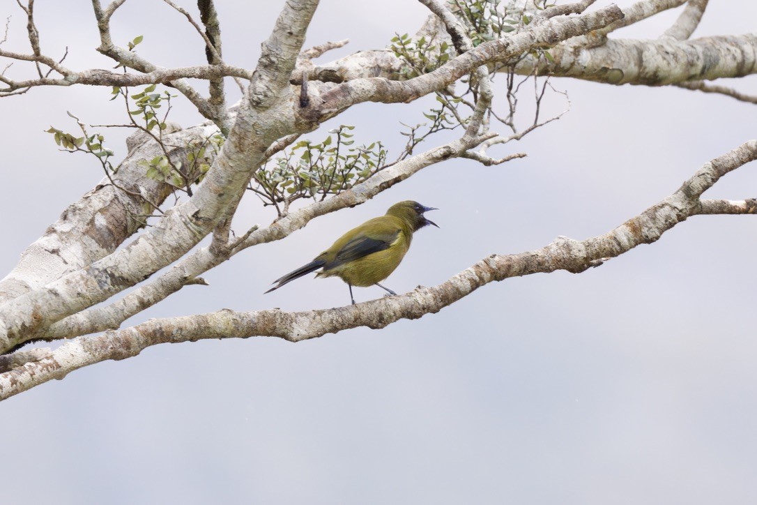 New Zealand Bellbird - ML643016809