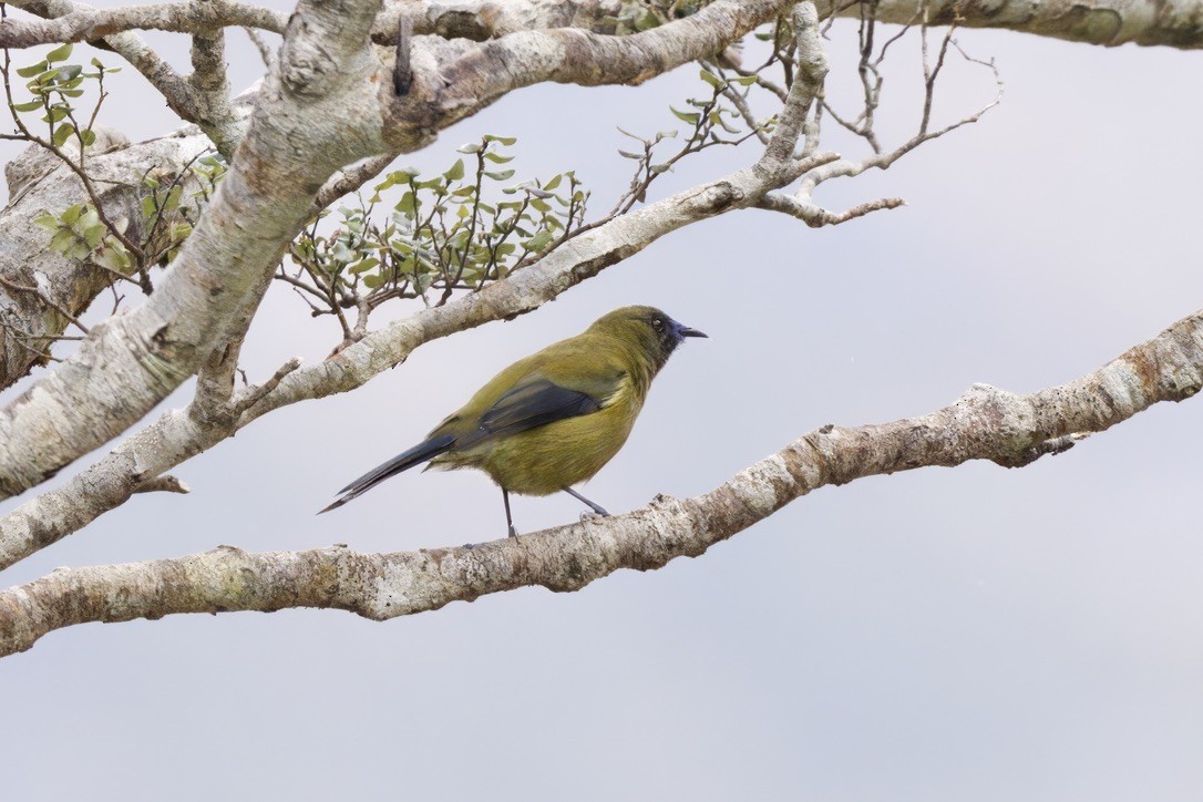 New Zealand Bellbird - ML643016816
