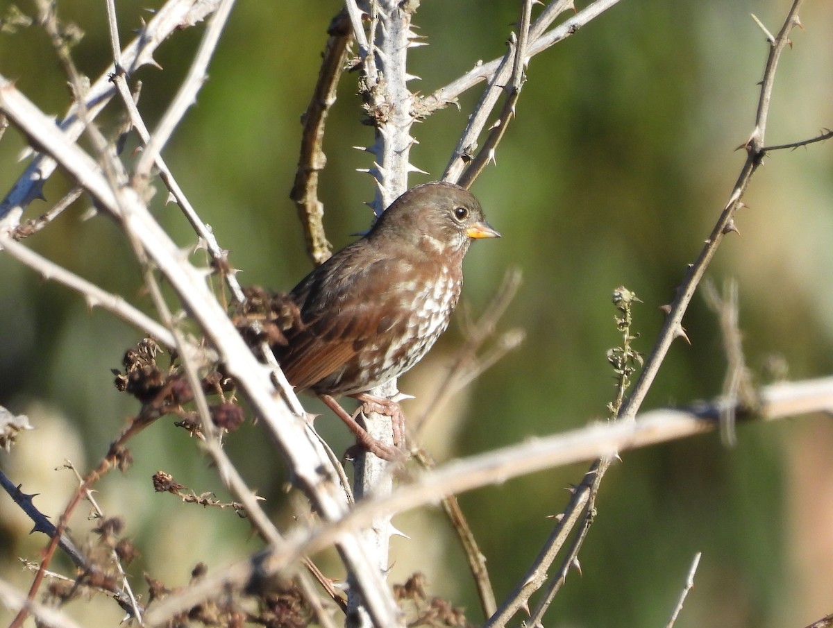 Fox Sparrow - ML643016820