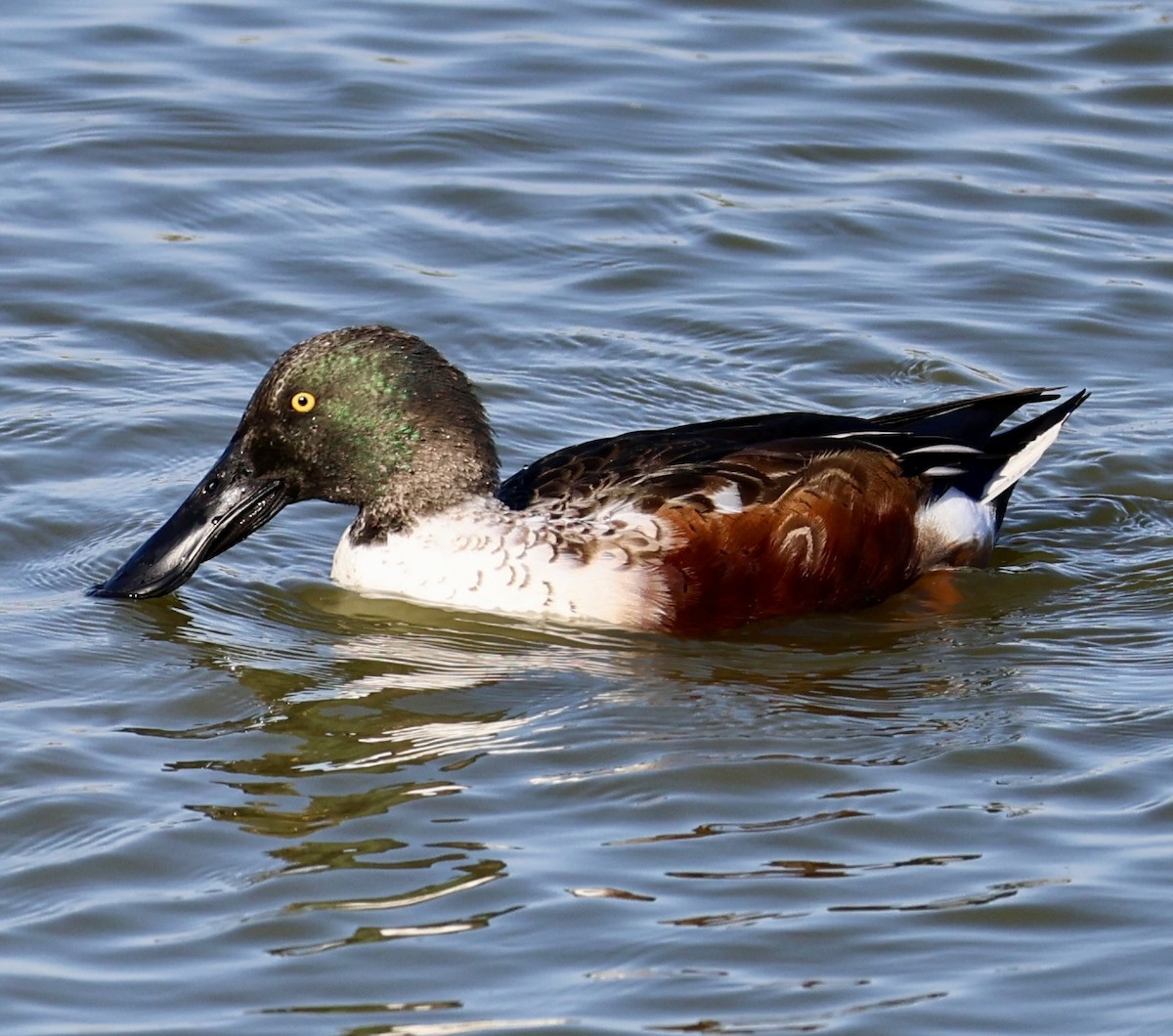 Northern Shoveler - ML643016822
