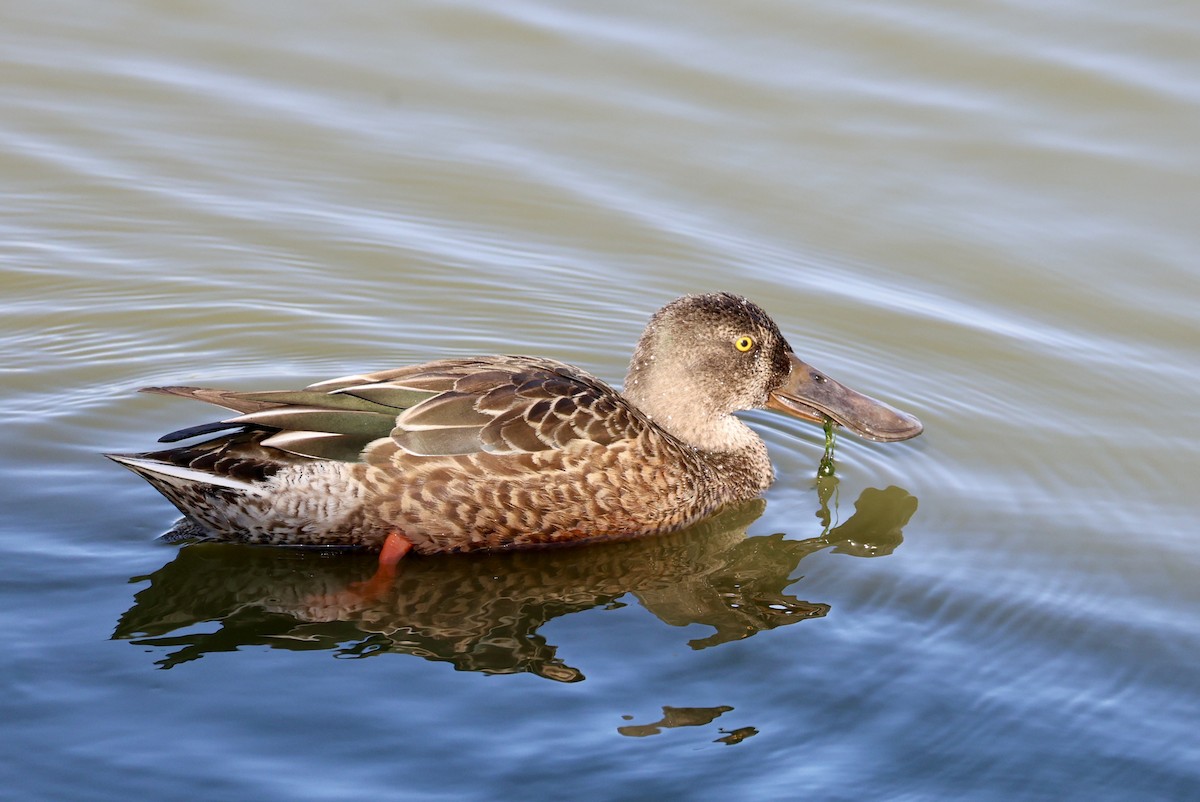 Northern Shoveler - ML643016823