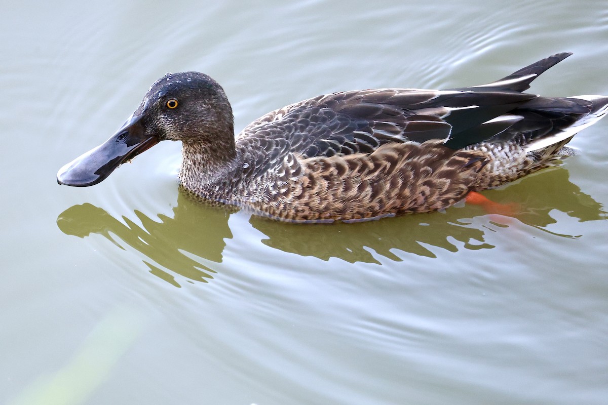 Northern Shoveler - ML643016825