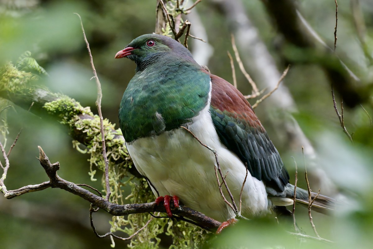 maoridue - ML643016829