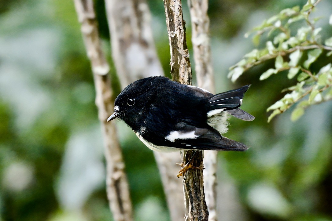 Tomtit Bülbülü - ML643016833