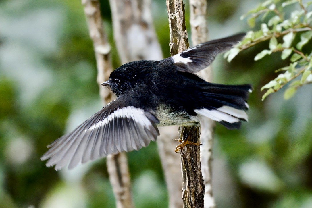 Tomtit Bülbülü - ML643016834