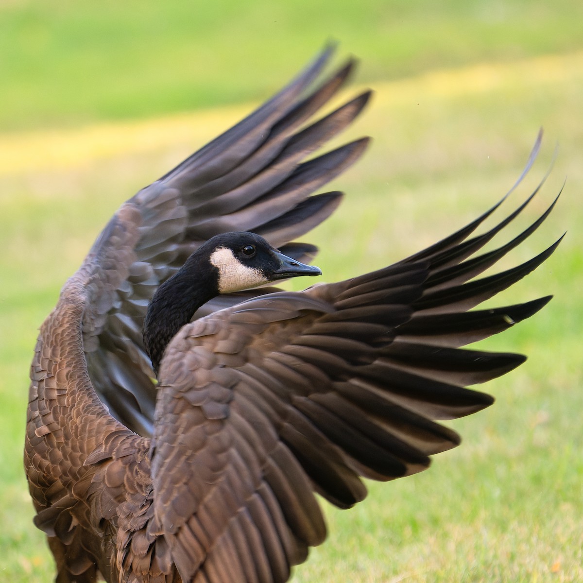 Canada Goose - ML643016839
