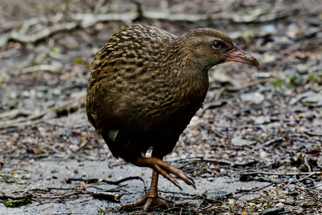 Уэка - ML643016843