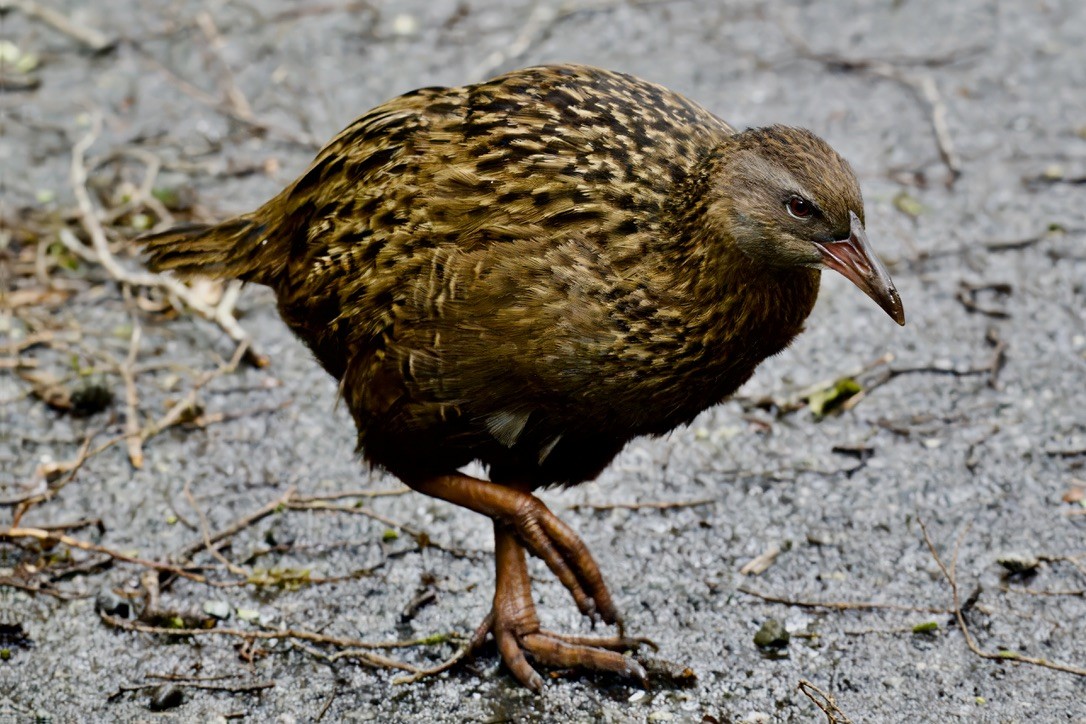 Уэка - ML643016844