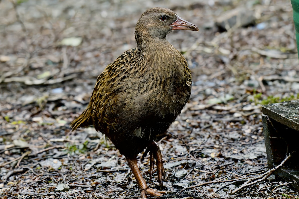 Уэка - ML643016846