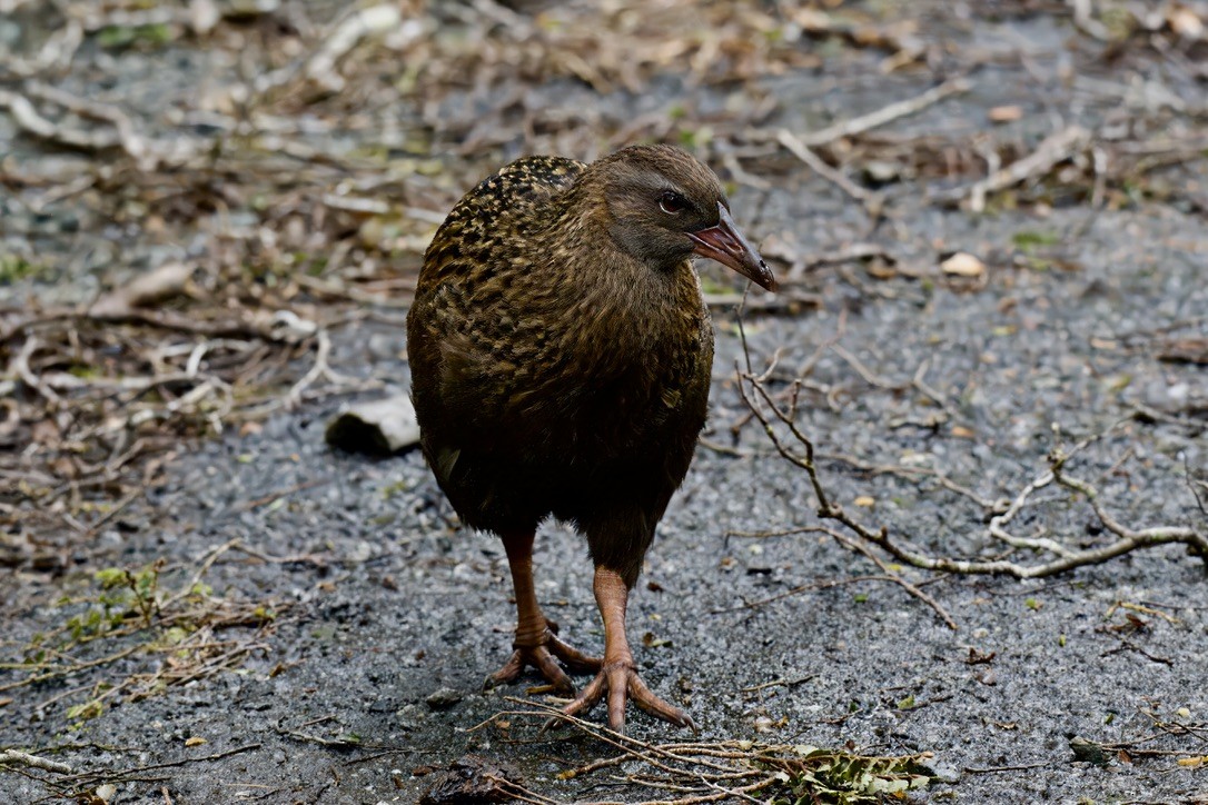 Уэка - ML643016847