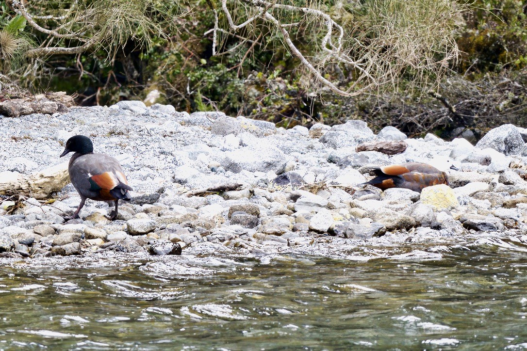 Paradise Shelduck - ML643016869