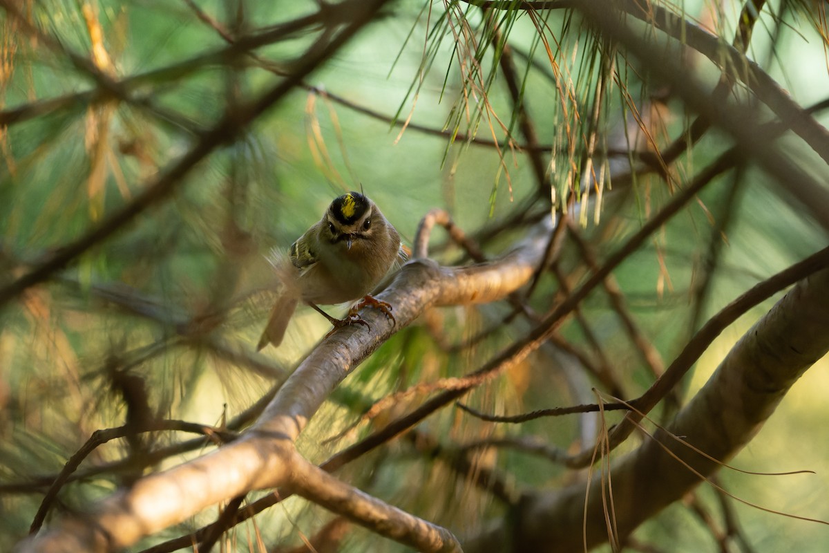 Golden-crowned Kinglet - ML643016870