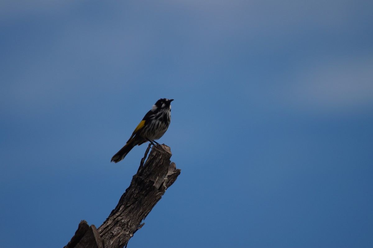 New Holland Honeyeater - ML643016871