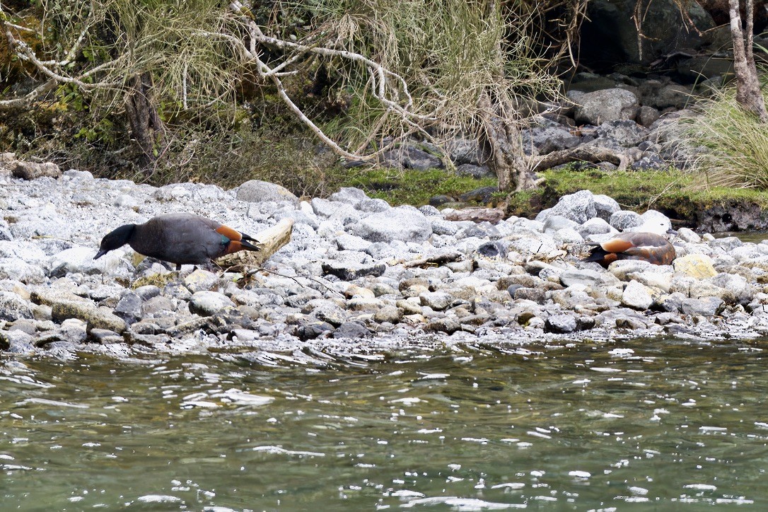 Paradise Shelduck - ML643016872