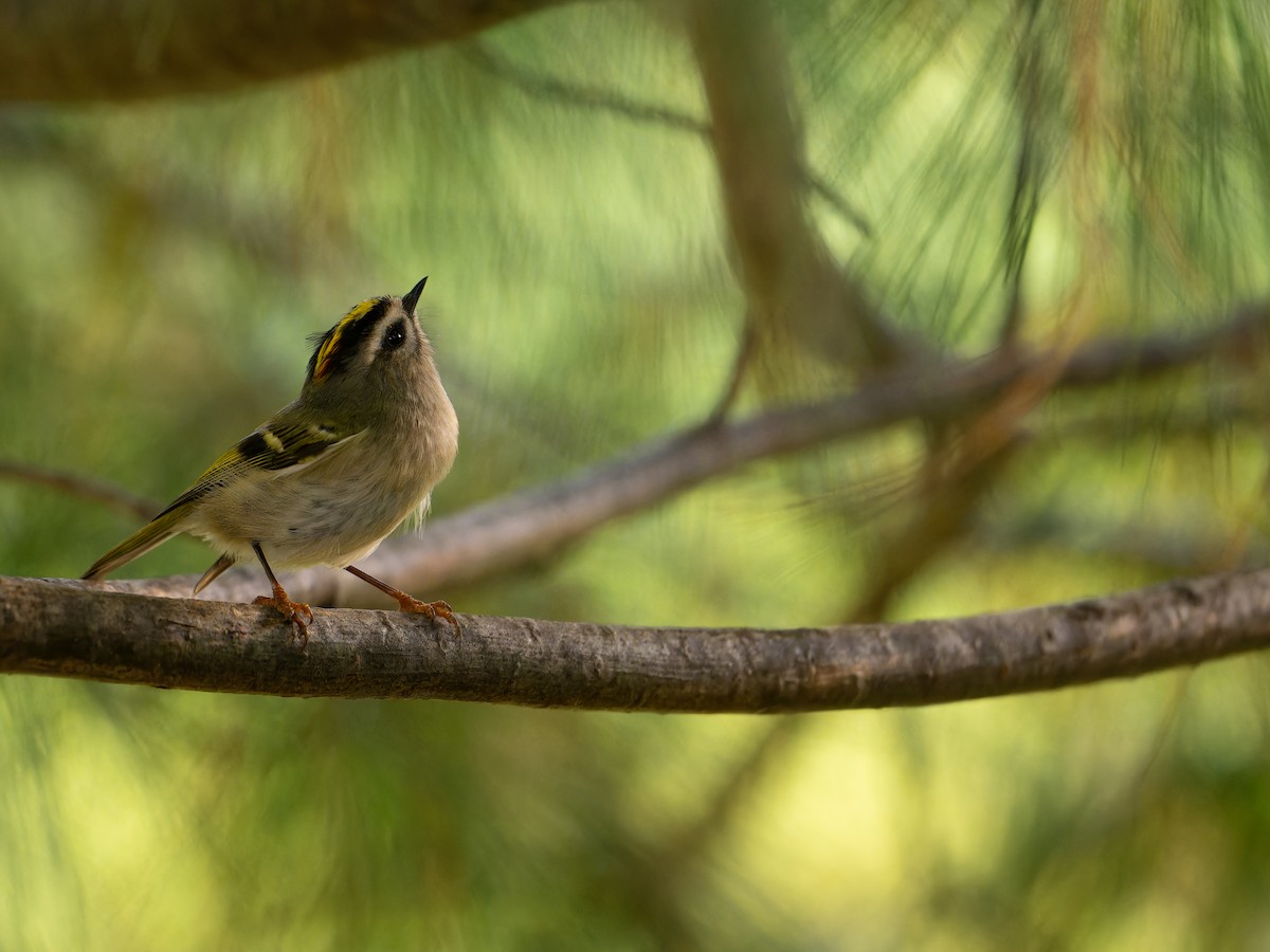 Golden-crowned Kinglet - ML643016873