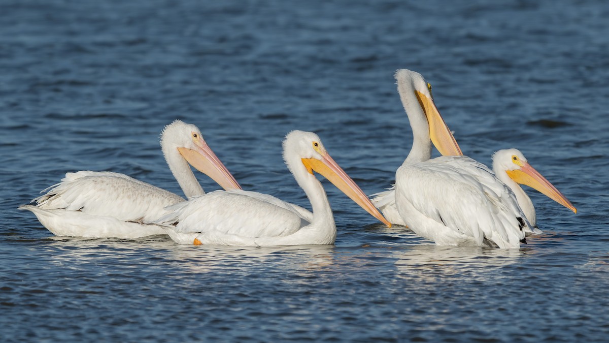 American White Pelican - ML643016874