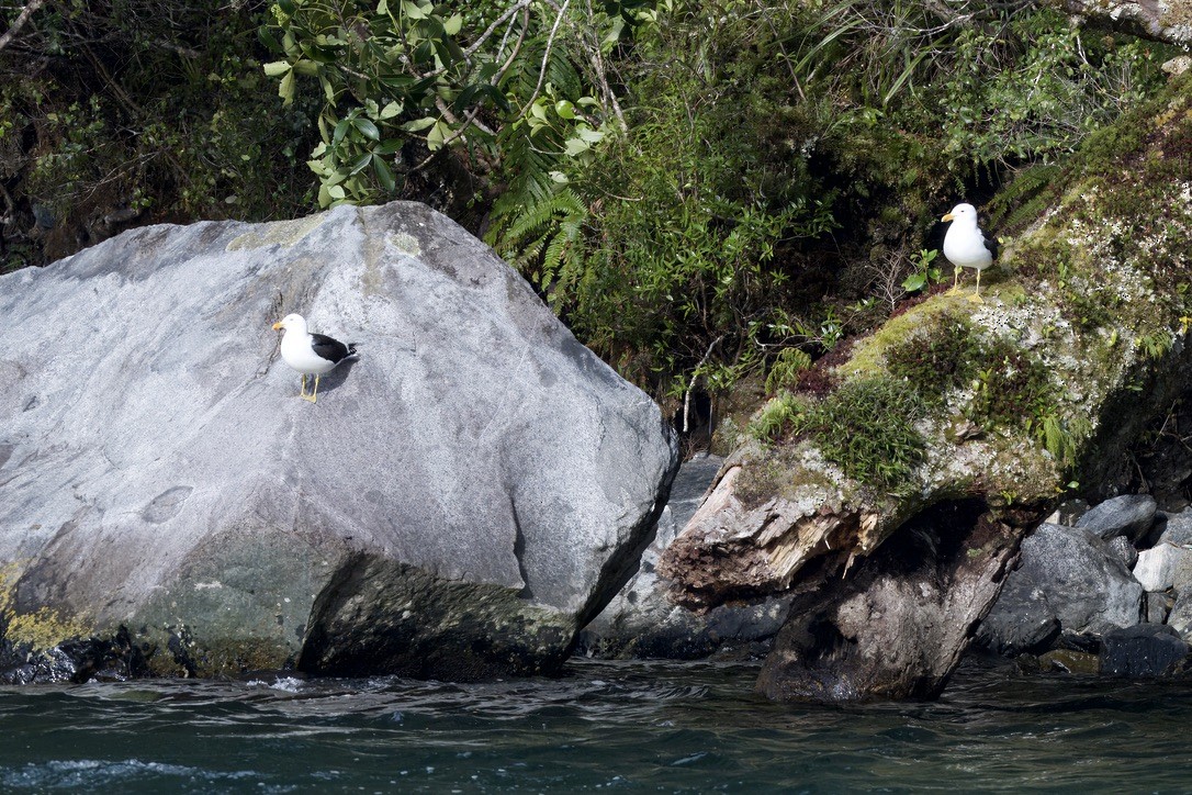 Kelp Gull - ML643016875
