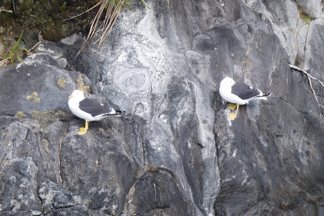Kelp Gull - ML643016876