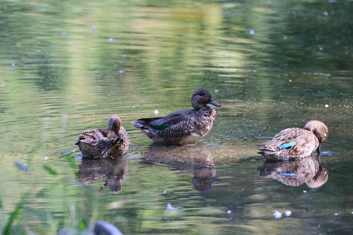 Green-winged Teal - ML643016877