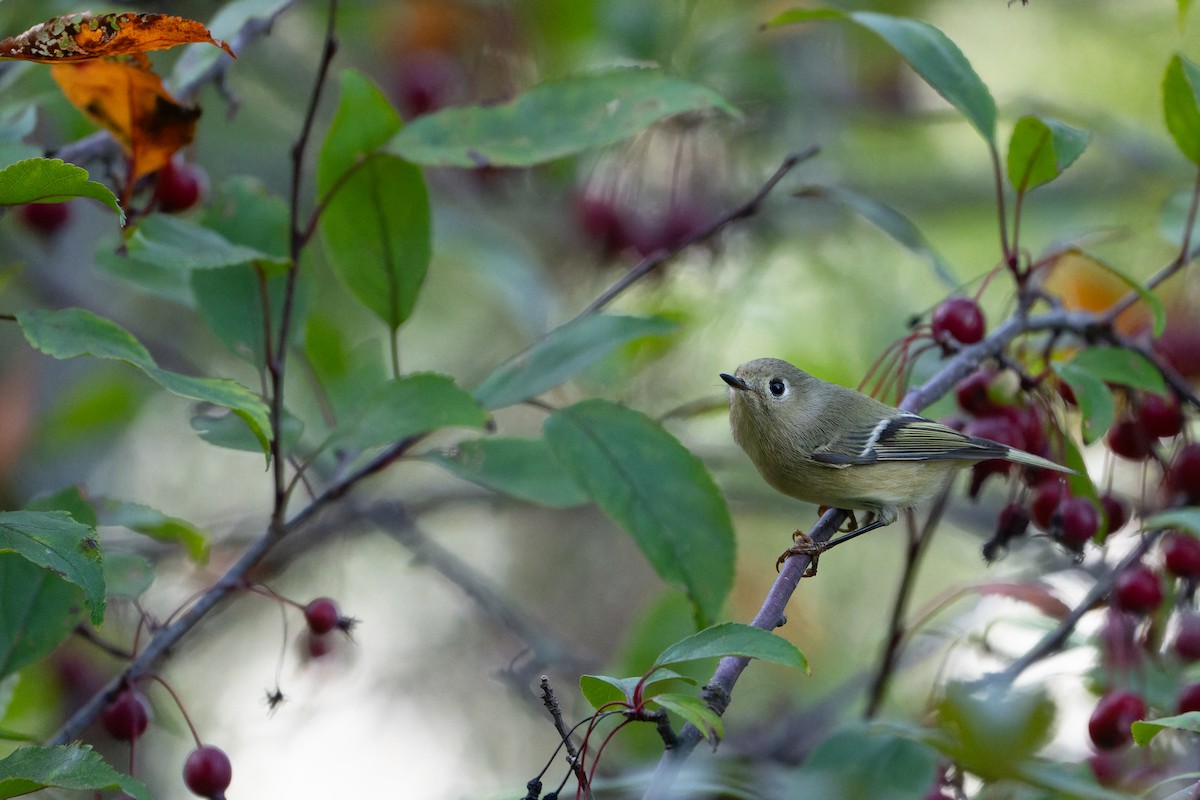 Ruby-crowned Kinglet - ML643016878
