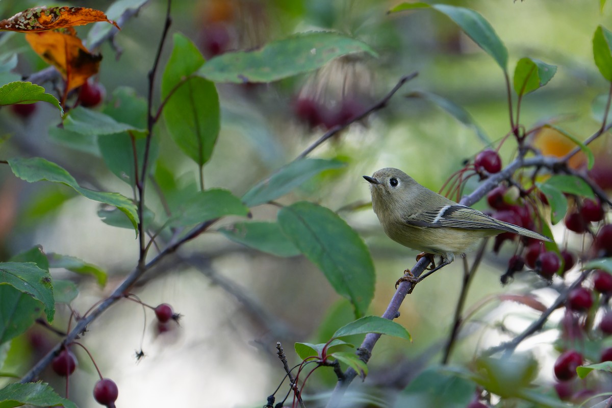 Ruby-crowned Kinglet - ML643016879