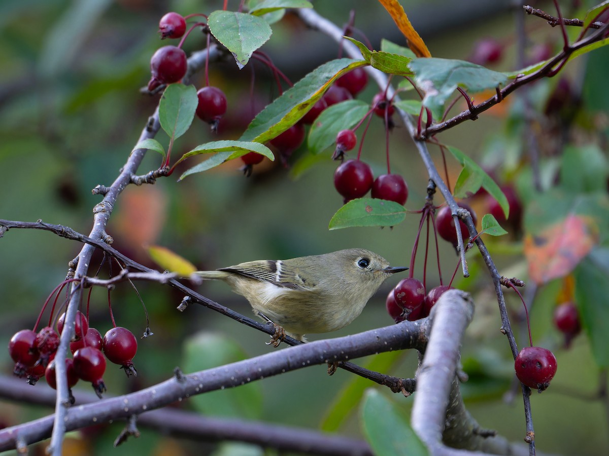 Ruby-crowned Kinglet - ML643016880