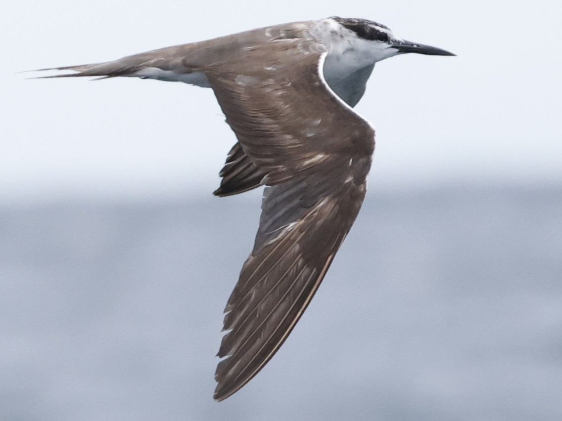 Bridled Tern - ML643016886