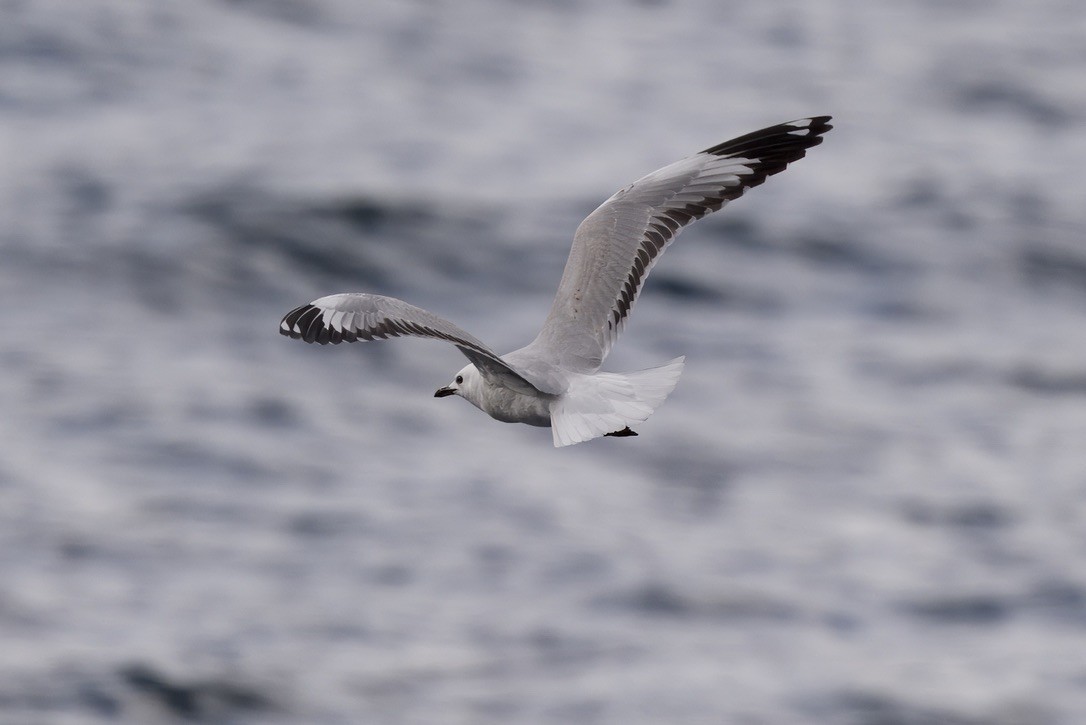 Black-billed Gull - ML643016888