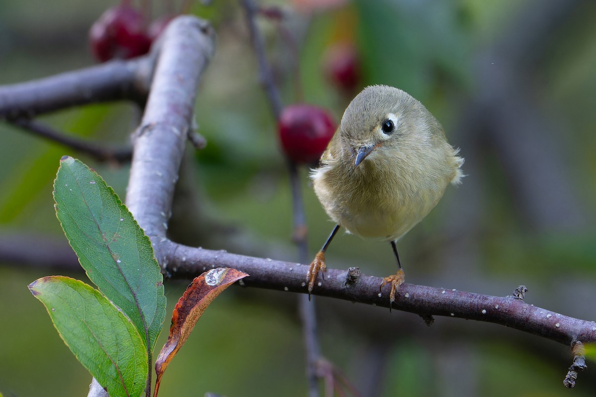 Ruby-crowned Kinglet - ML643016889