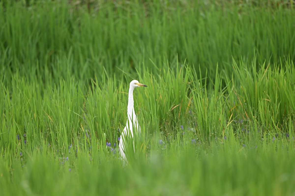 Medium Egret - ML643016892