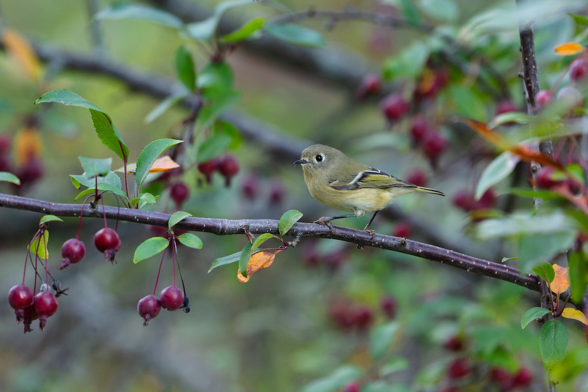 Ruby-crowned Kinglet - ML643016893