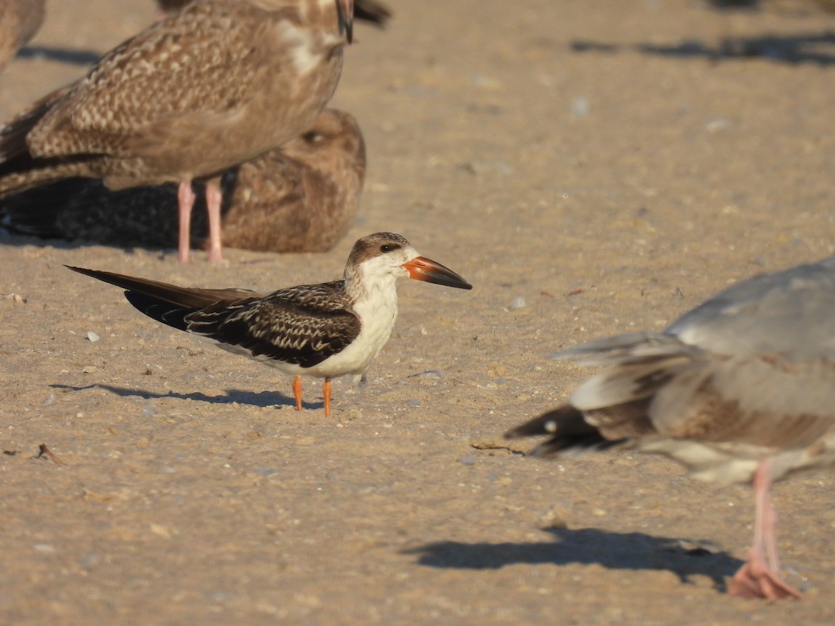 Black Skimmer - ML643016901