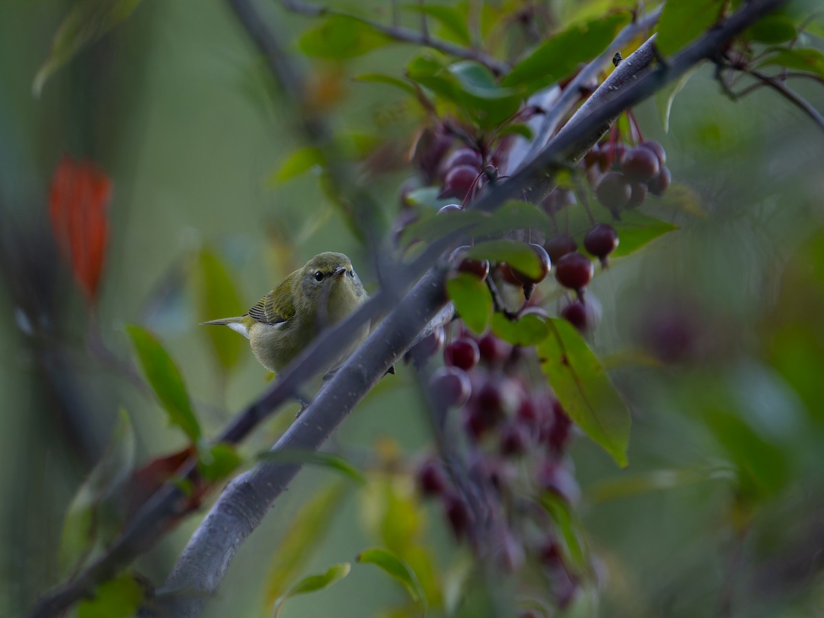 Tennessee Warbler - ML643016905