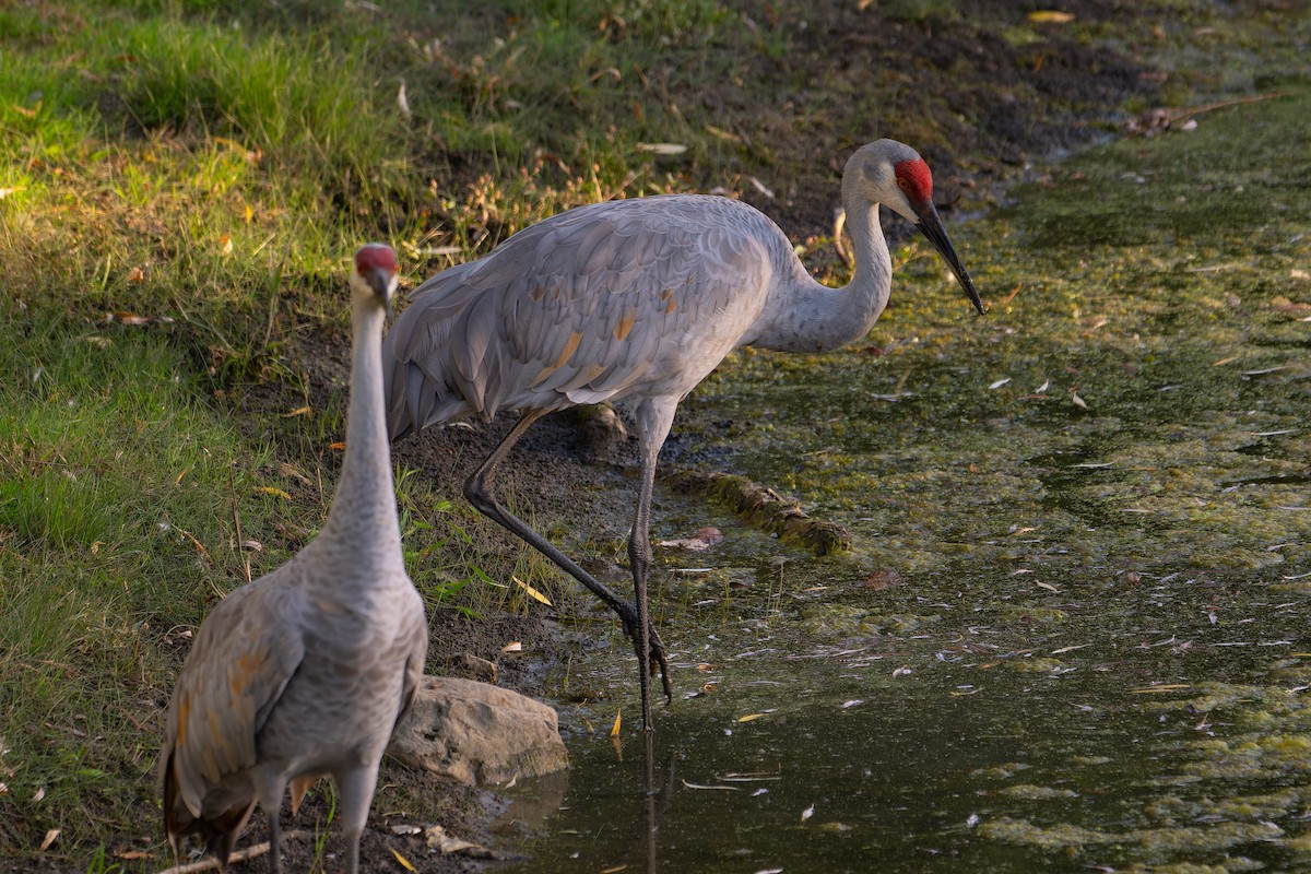 Sandhill Crane - ML643016907