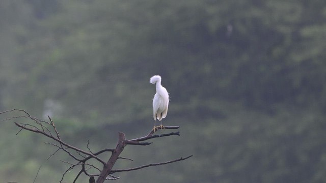 Medium Egret - ML643016918