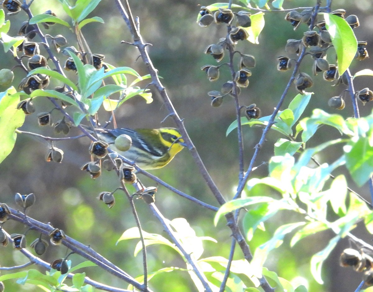 Townsend's Warbler - ML643016927