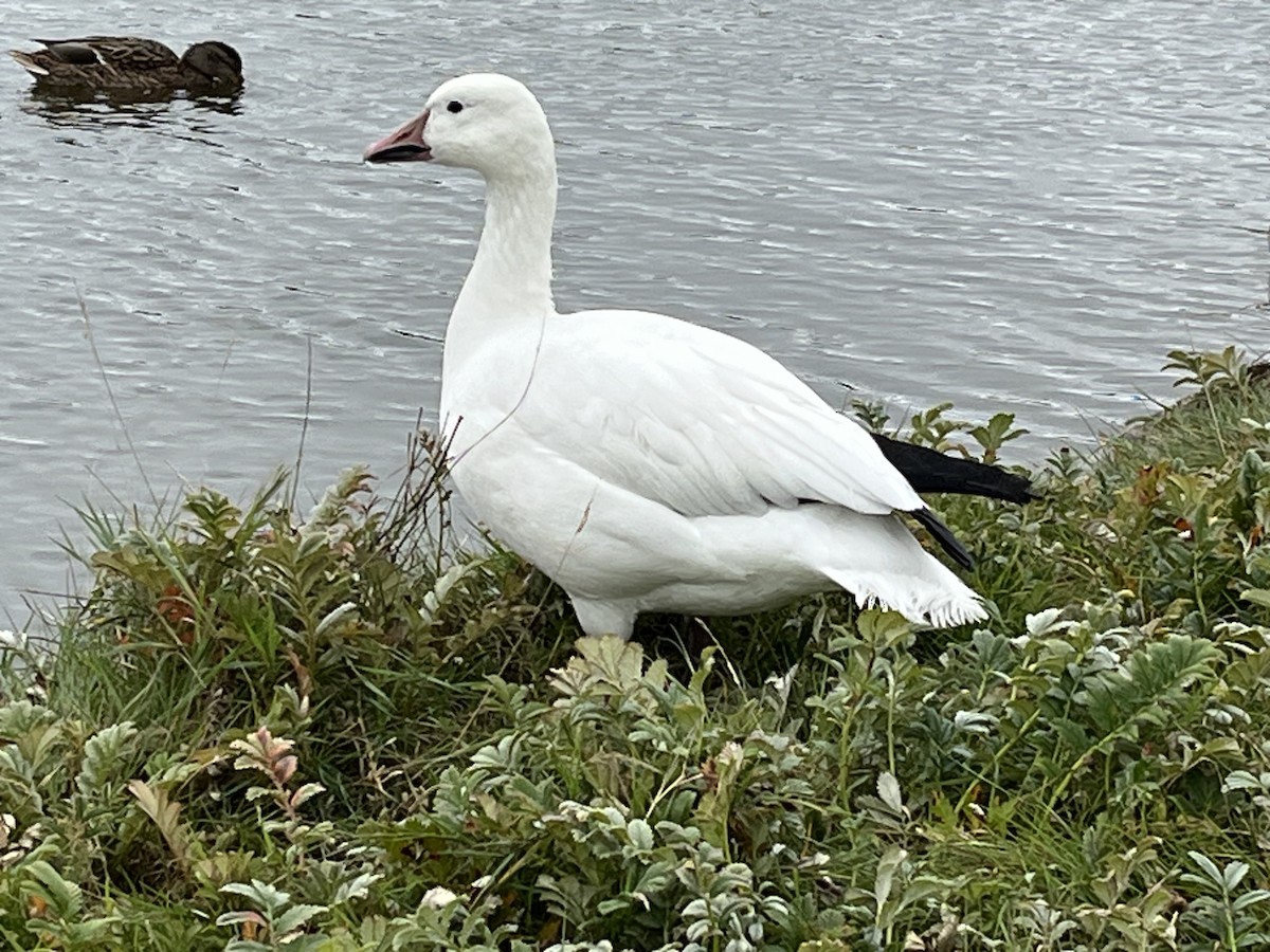 Snow Goose - ML643016953