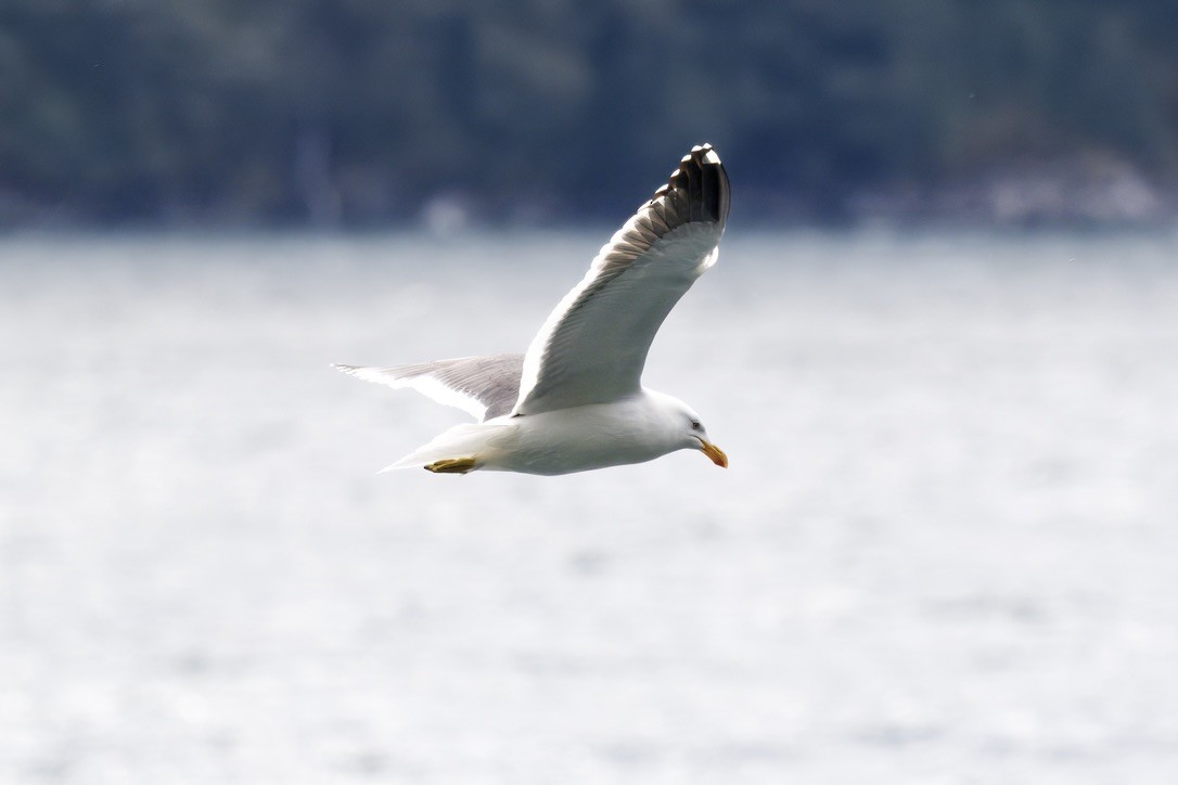 Kelp Gull - ML643016959