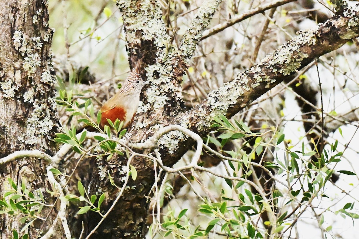 Crested Gallito - ML643016963
