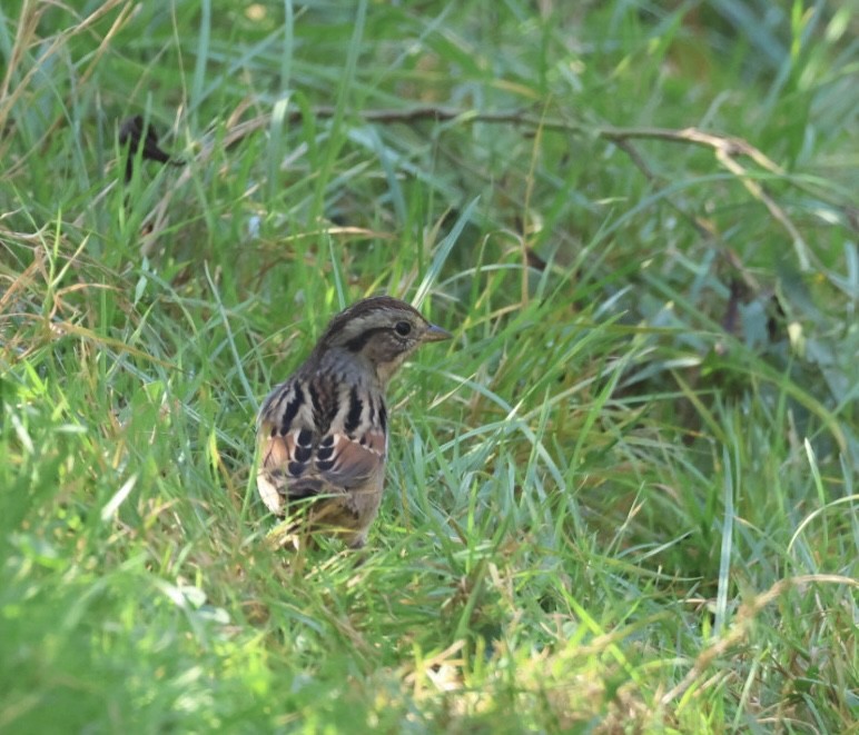 Swamp Sparrow - ML643016984