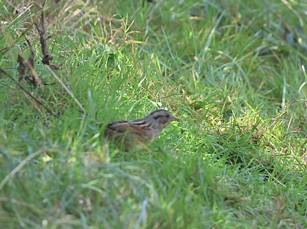 Swamp Sparrow - ML643016985
