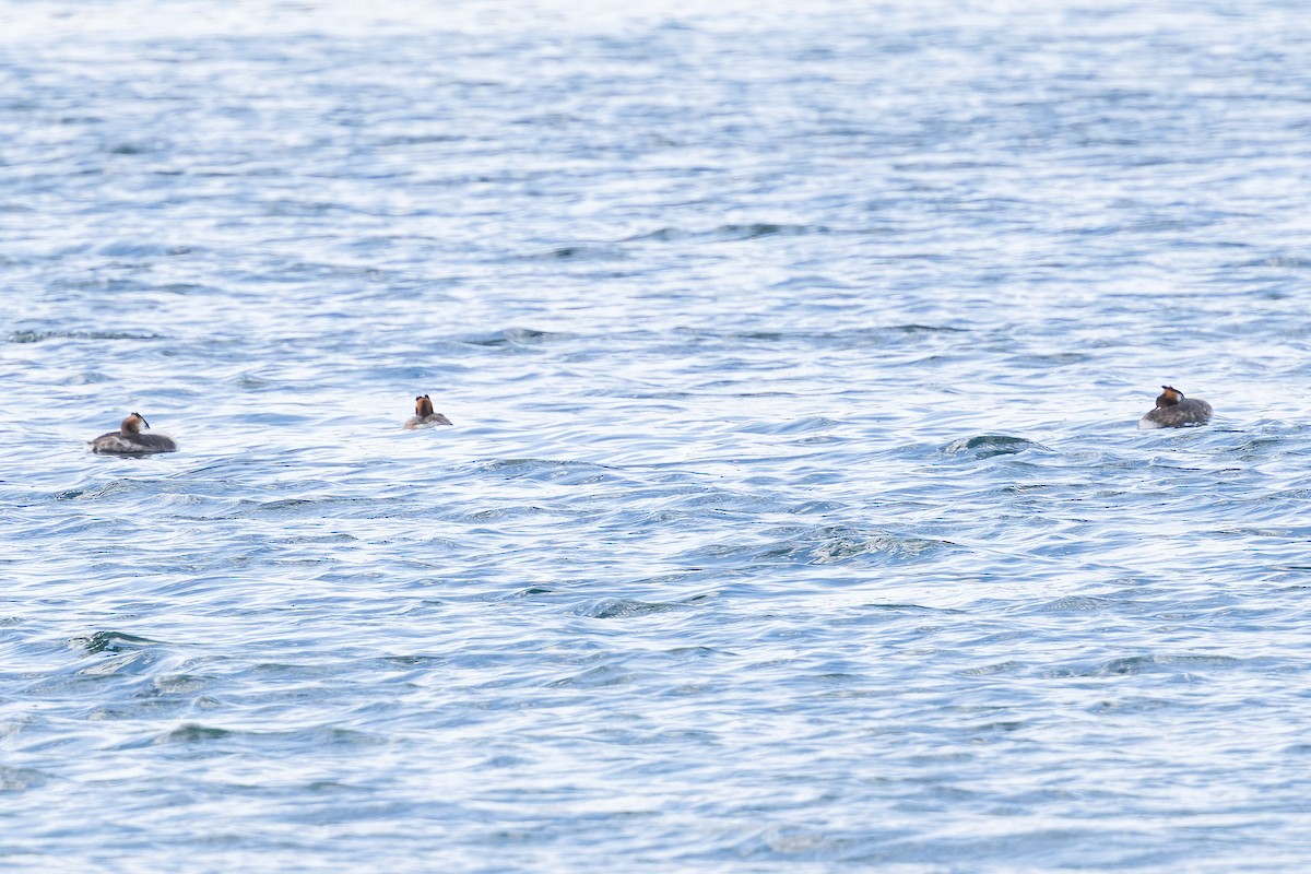 Great Crested Grebe - ML643016989