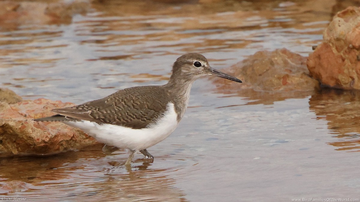 Common Sandpiper - ML643017008