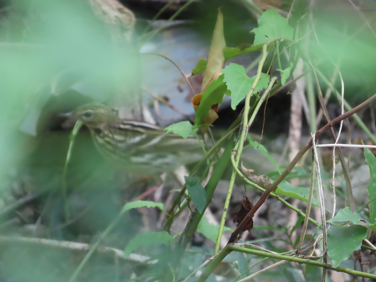 Pechora Pipit - ML643017009