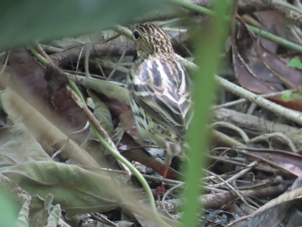 Pechora Pipit - ML643017010