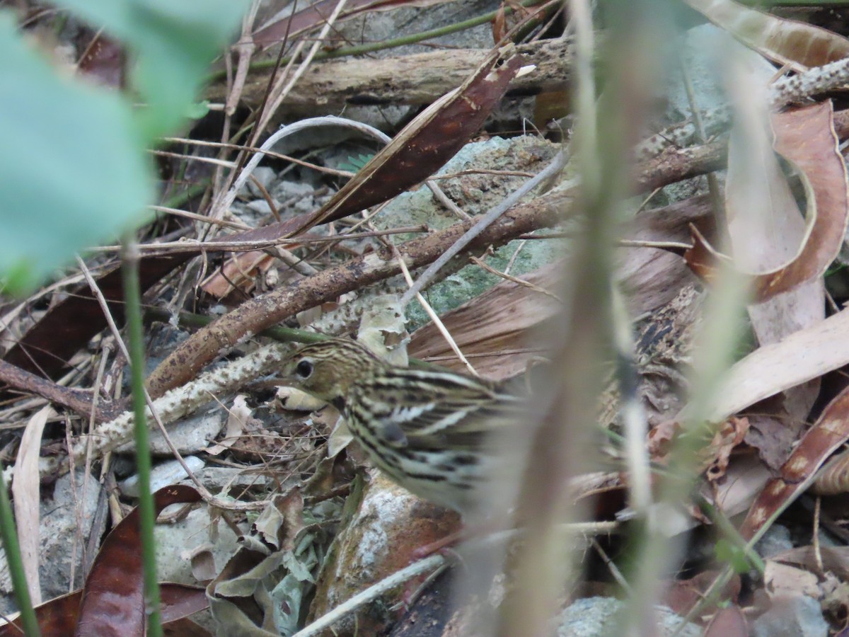 Pechora Pipit - ML643017011