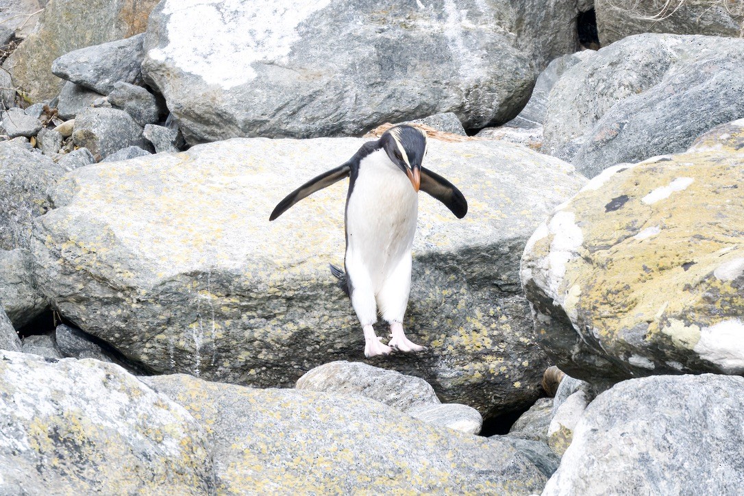 Fiordland Penguin - ML643017012