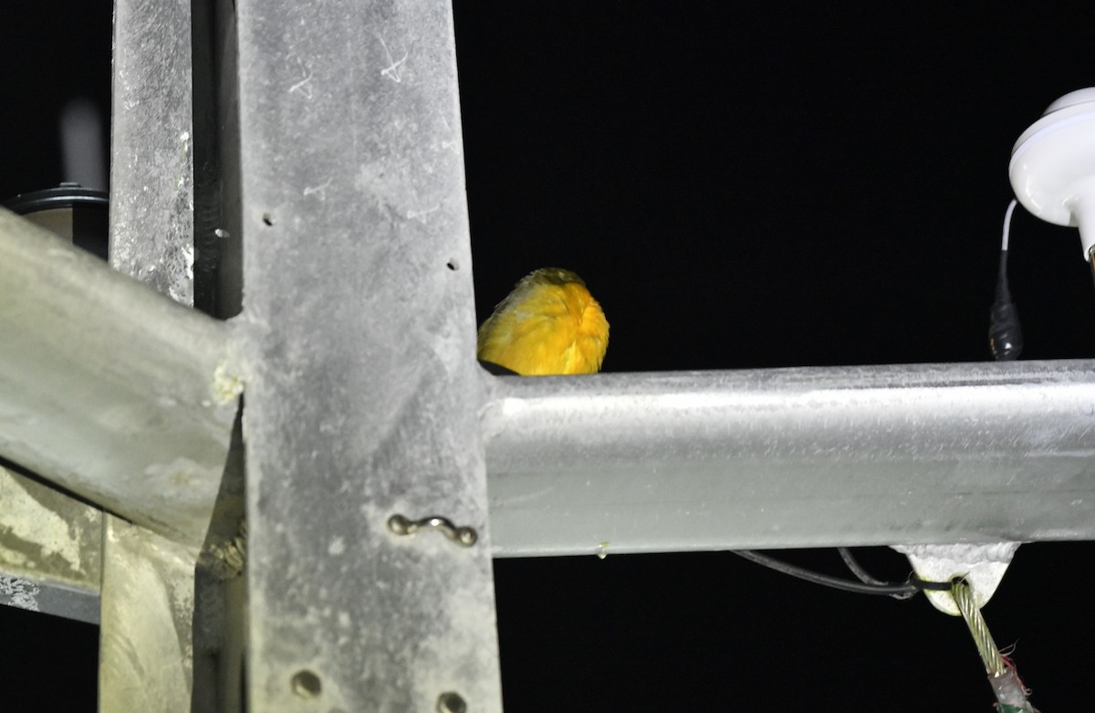 Baltimore Oriole - ML643017013