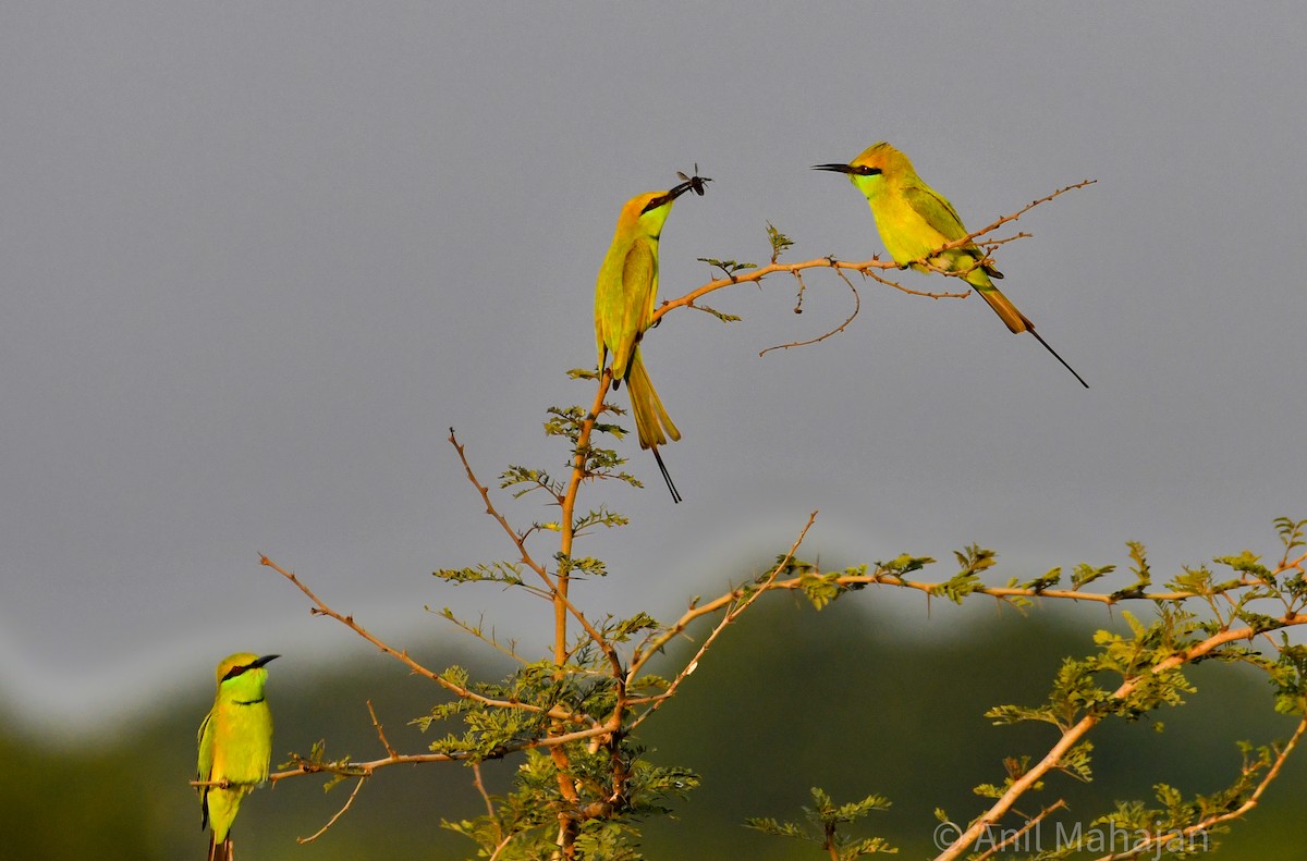 Asian Green Bee-eater - ML643017014
