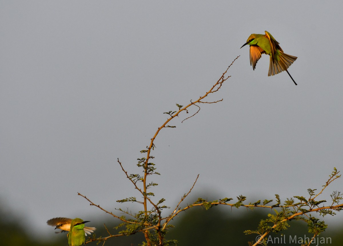 Asian Green Bee-eater - ML643017015